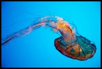 Jellyfish California Academy of Sciences