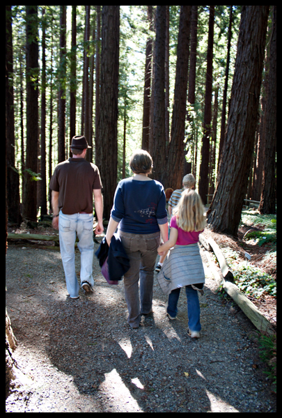 Redwood Grove Berkeley Botanical Gardens