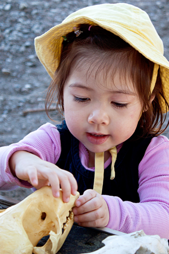 Ellie examining animal skulls