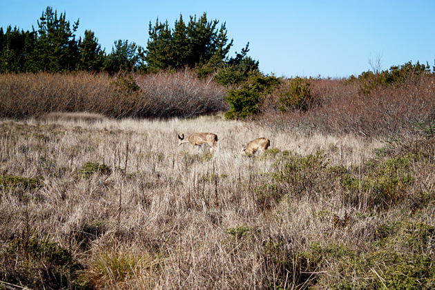 Deer at Ano Nuevo