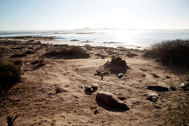 Elephant Seals at Ano Nuevo