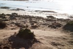 Ano Nuevo Elephant Seals