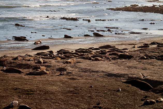 Elephant seals at Ano Nuevo