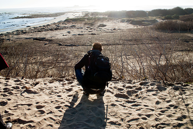 Thousands of elephant seals at Ano Nuevo