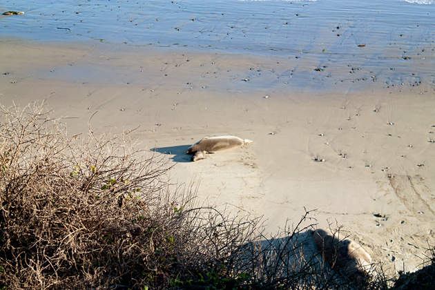 Male Female and Pup Elephant Seals